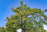 Liriodendron chinense