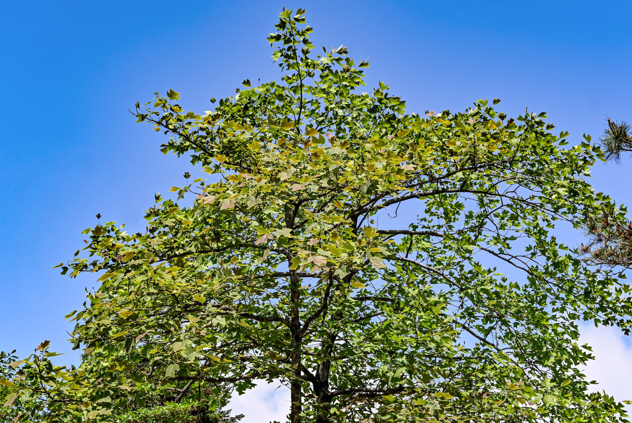 Изображение особи Liriodendron chinense.