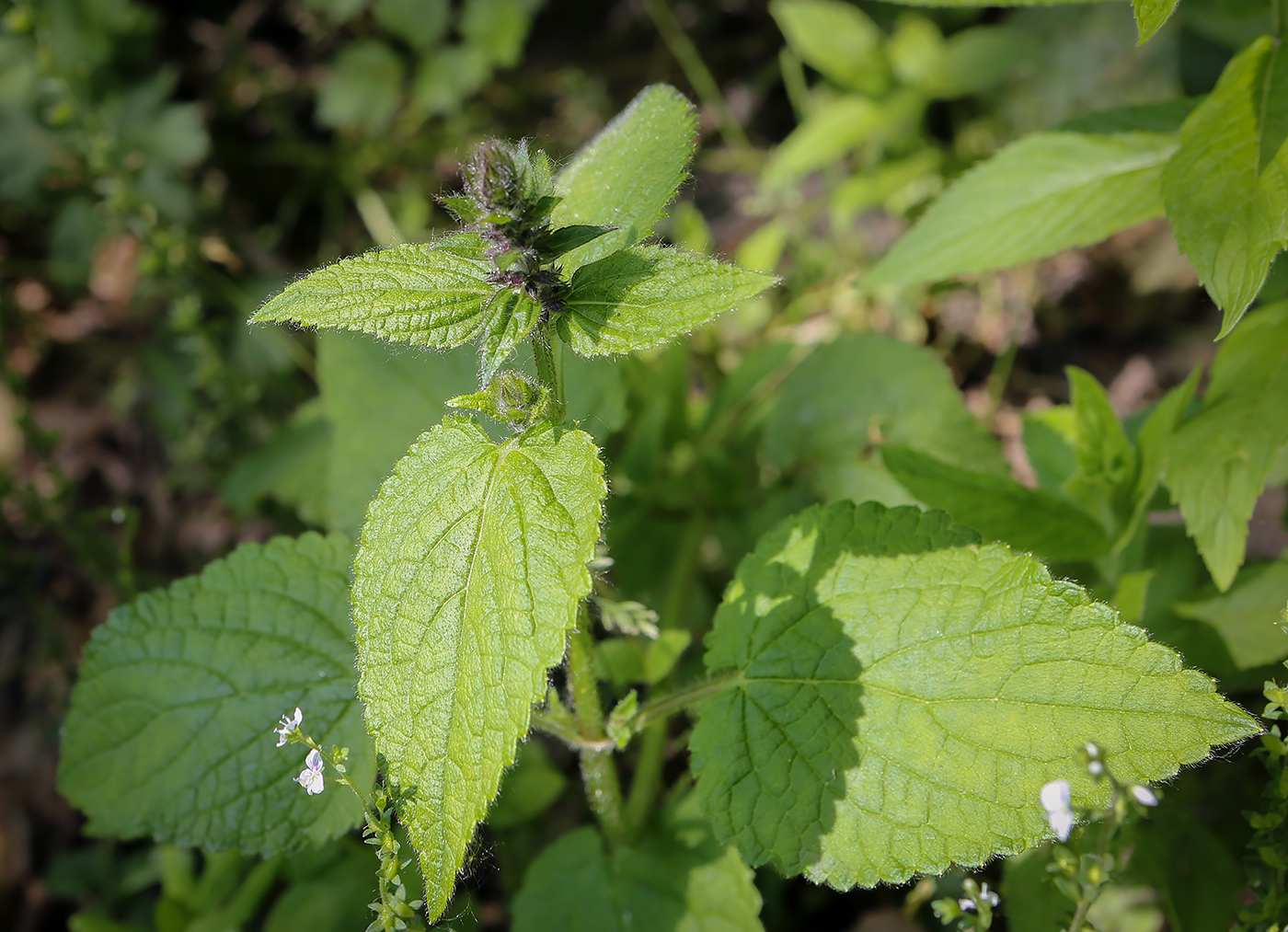 Image of Stachys sylvatica specimen.
