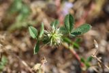 род Trifolium