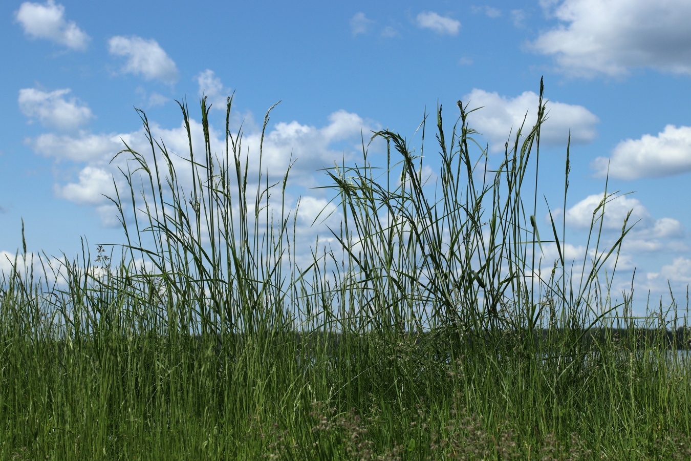 Изображение особи Festuca arundinacea.