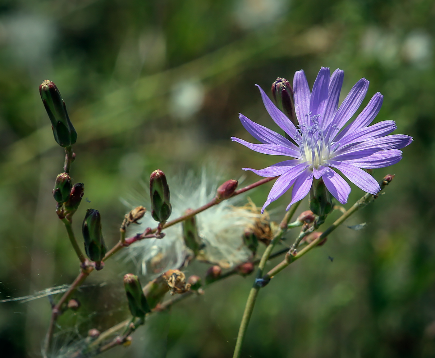 Image of Lactuca sibirica specimen.