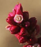 Persicaria viscosa. Цветки на верхушке соцветия. Приморский край, Октябрьский р-н, окр. с. Чернятино, дол. р. Раздольная на левом берегу, пойма, на галечниково-песчаных отложениях. 08.09.2025.