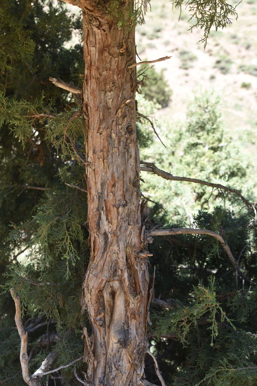 Image of genus Juniperus specimen.