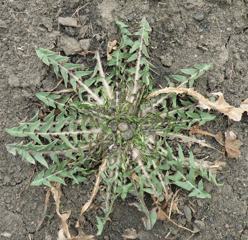 Image of genus Taraxacum specimen.
