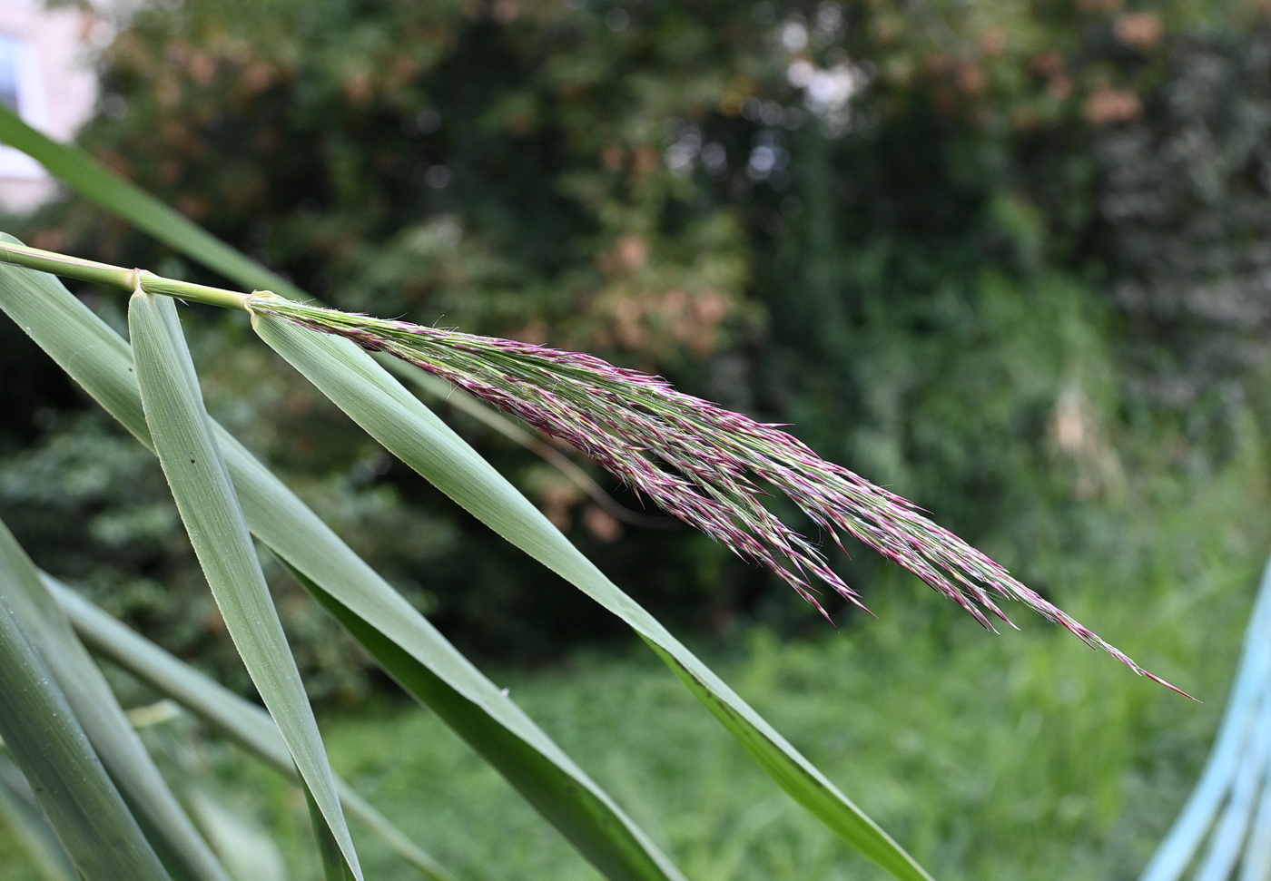 Image of genus Phragmites specimen.