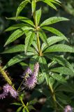 Veronicastrum virginicum. Средняя часть побега и часть соцветия. Пермь, Ленинский р-н, городская эспланада. 1 сентября 2024 г.