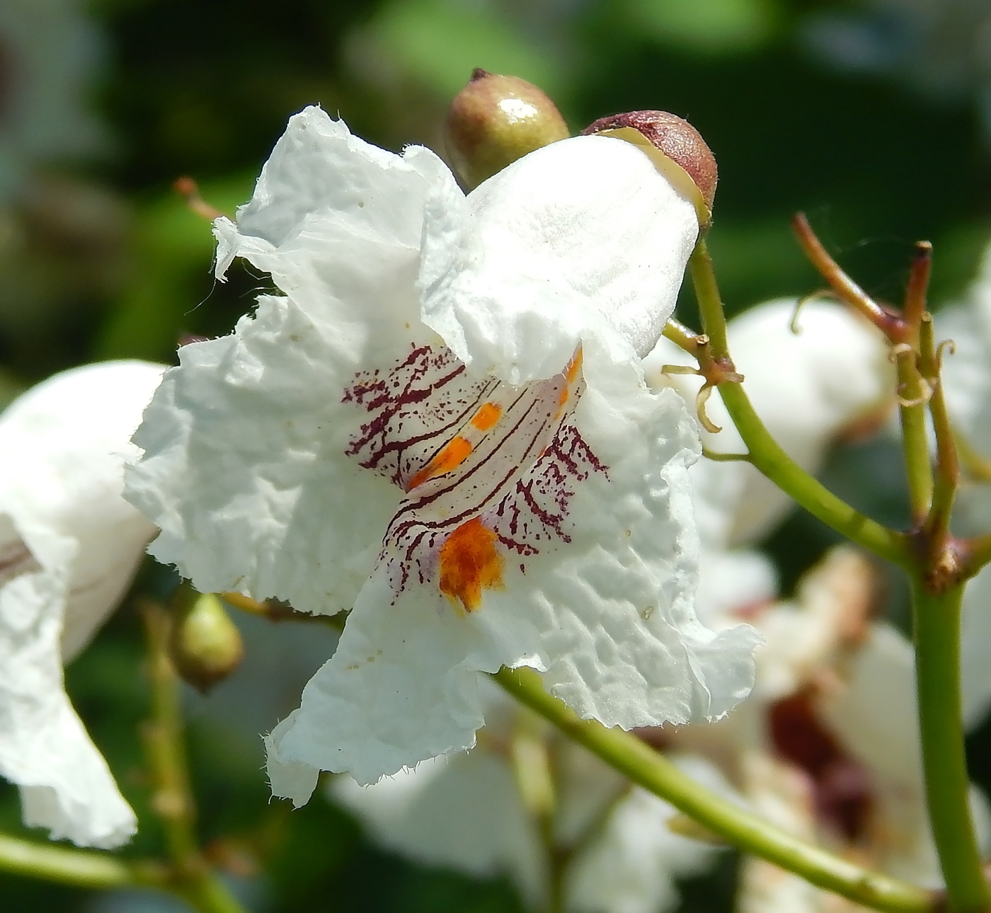 Изображение особи Catalpa bignonioides.