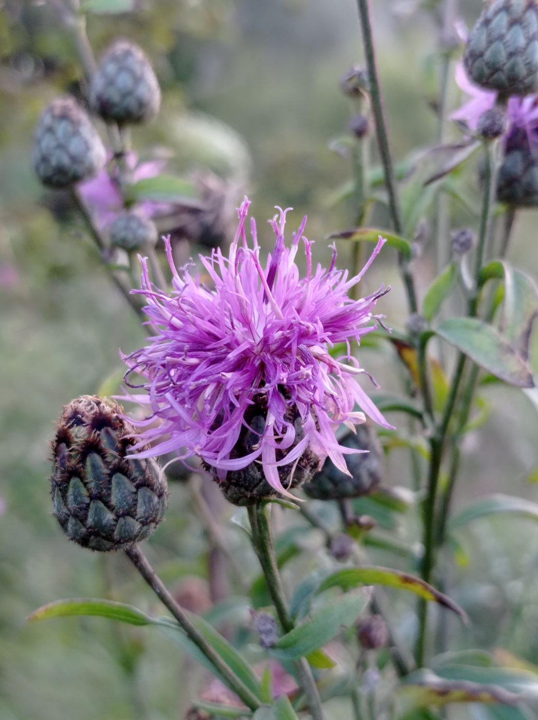 Изображение особи Centaurea scabiosa.