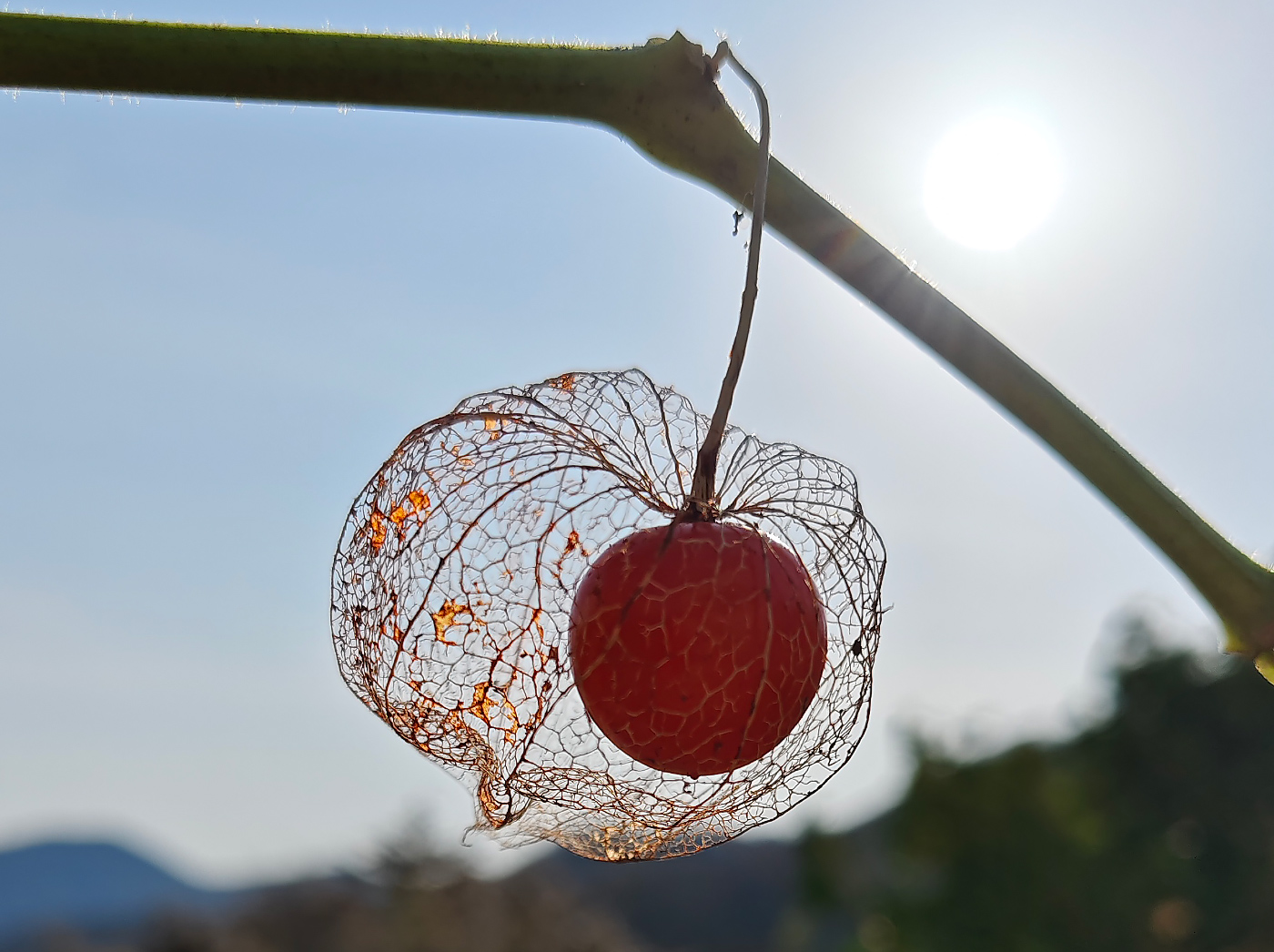 Image of Alkekengi officinarum specimen.