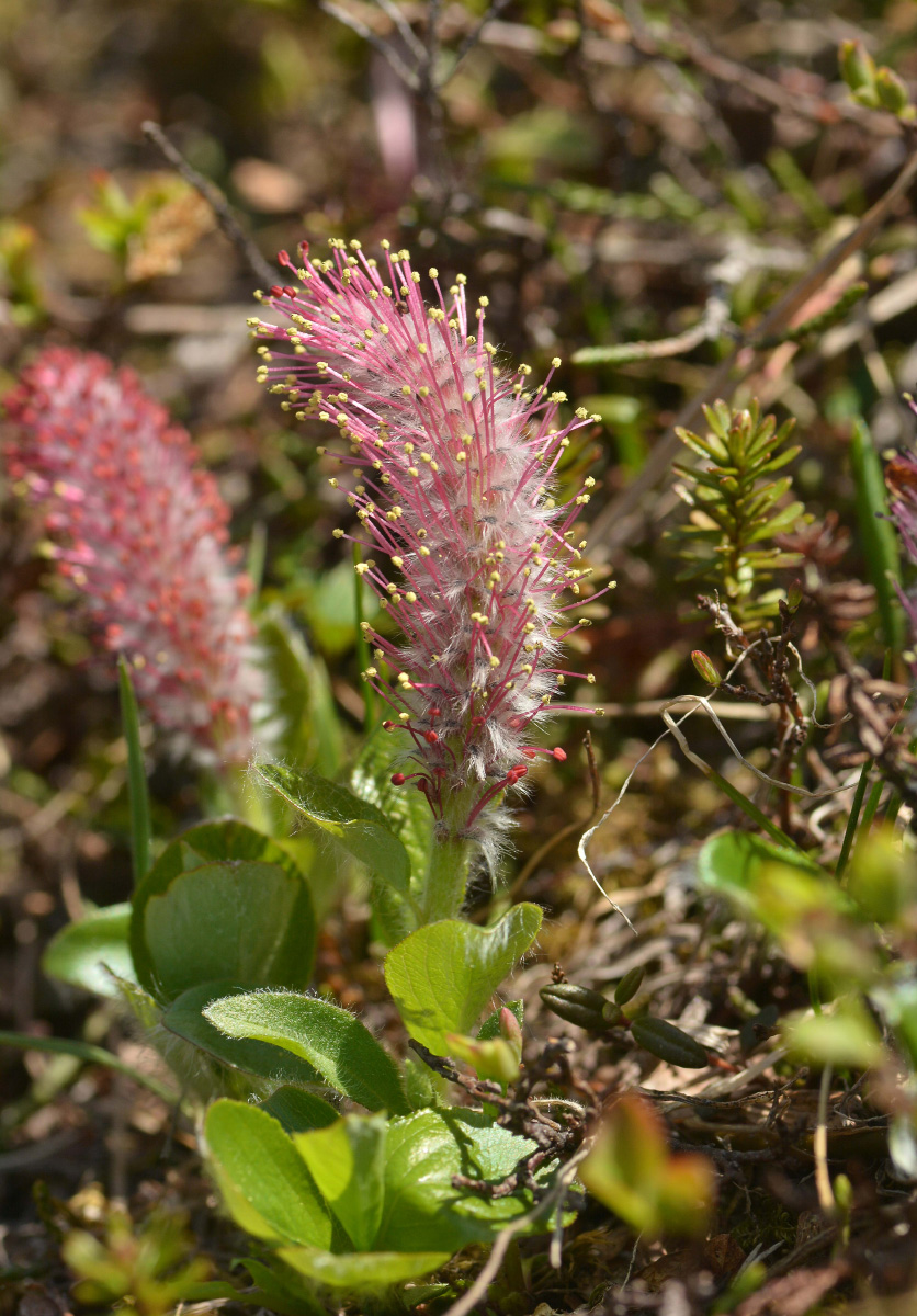 Изображение особи Salix arctica.