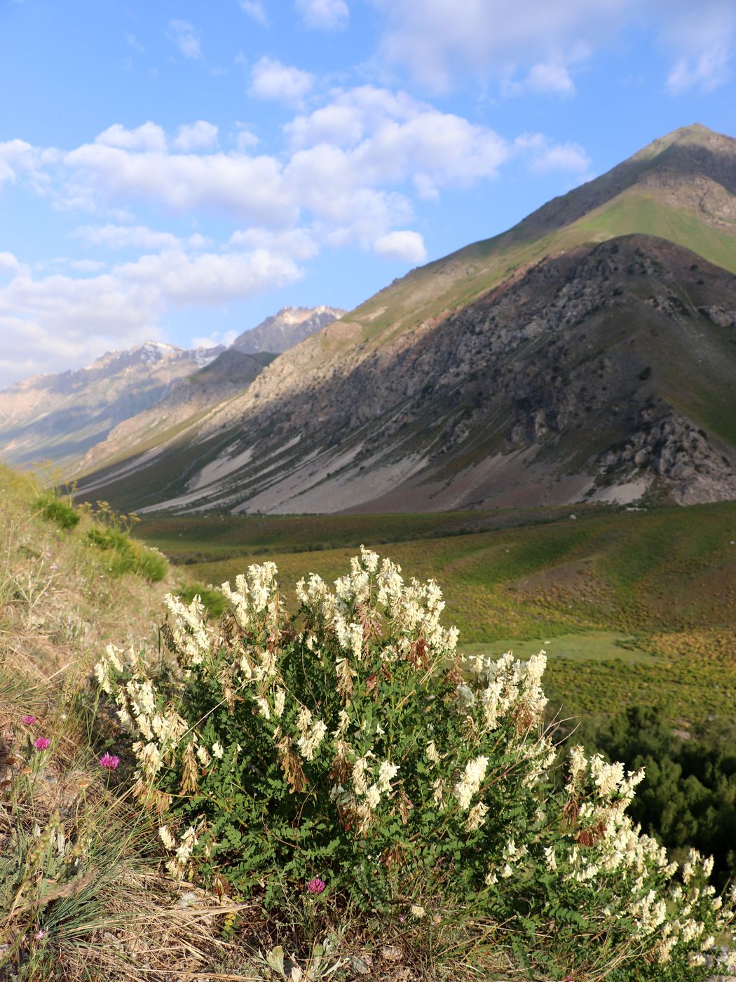 Изображение особи Hedysarum flavescens.