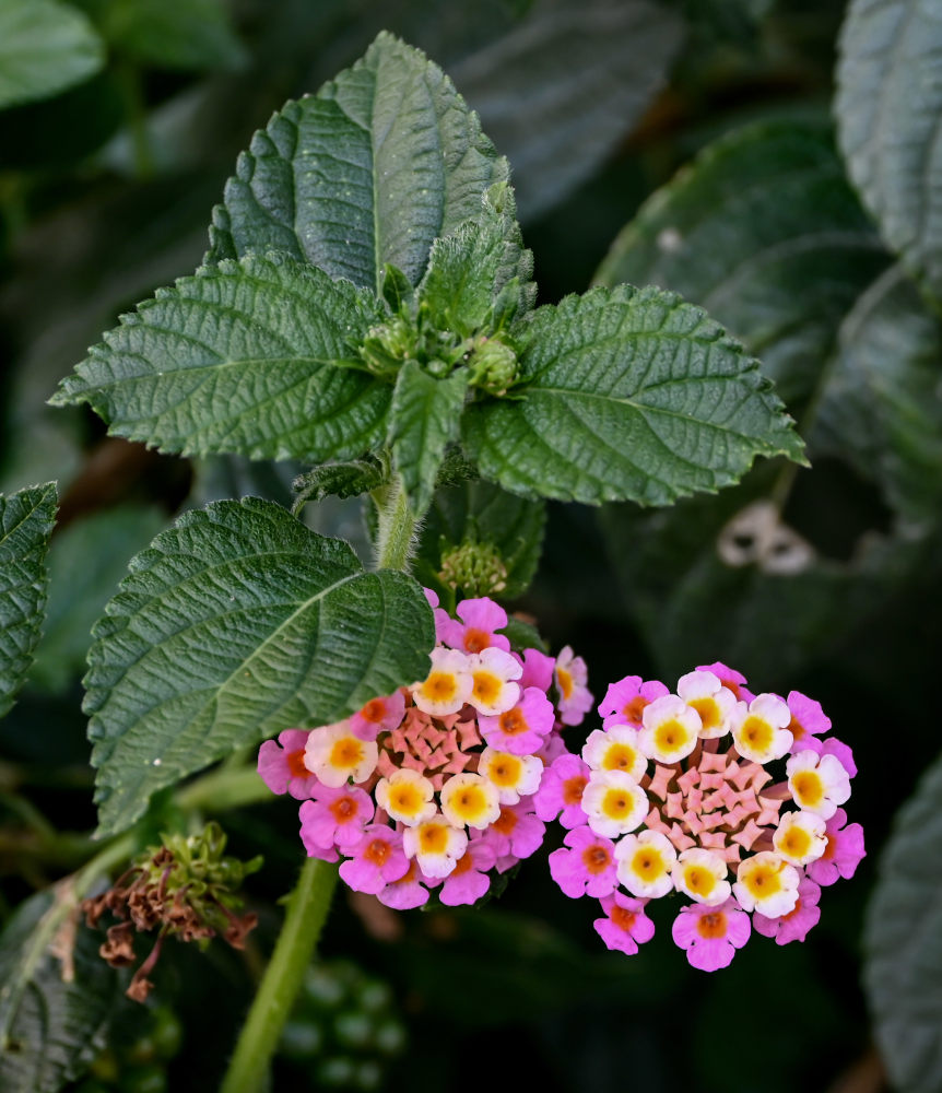 Image of Lantana &times; strigocamara specimen.
