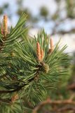 Pinus sylvestris. Верхушка ветви с незрелой шишкой и молодыми побегами в закатном освещении. Ленинградская обл., Ломоносовский р-н, окр. дер. Шепелёво, Батарейная бухта, песчаный береговой вал. 27.05.2025.