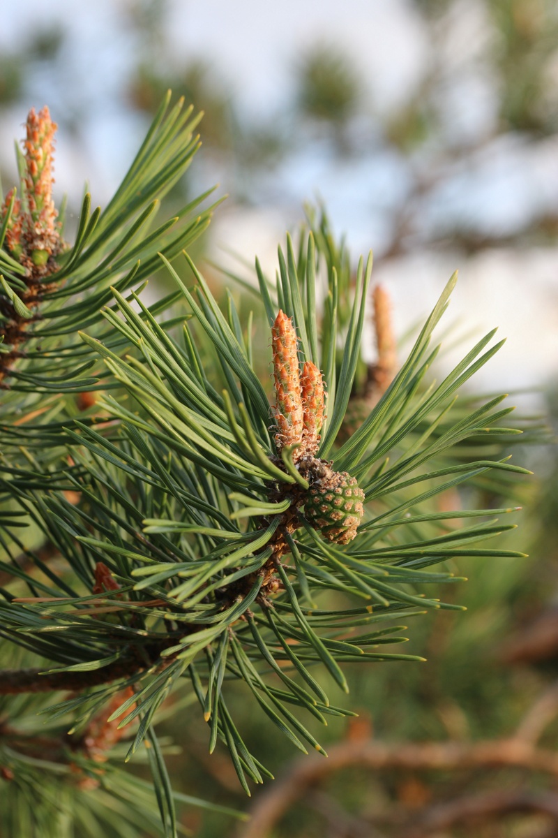 Image of Pinus sylvestris specimen.