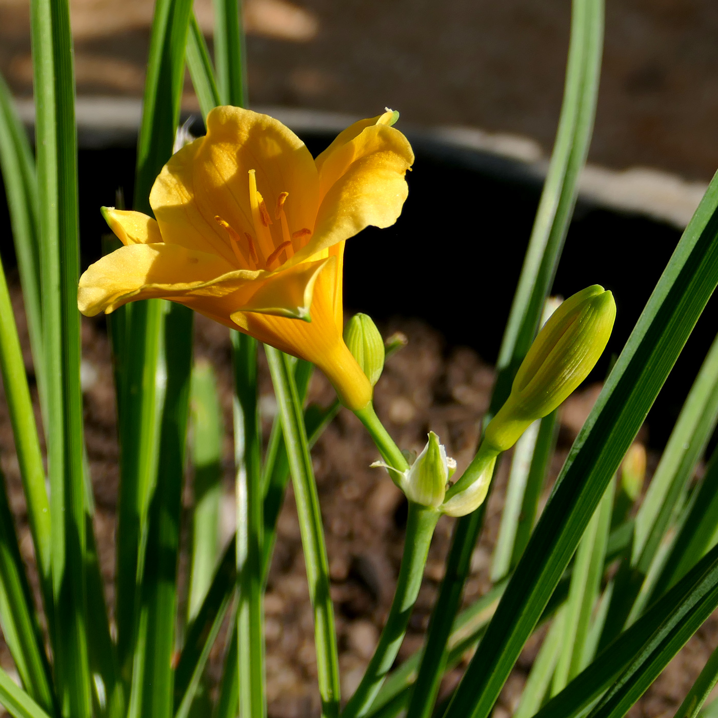 Изображение особи Hemerocallis lilio-asphodelus.
