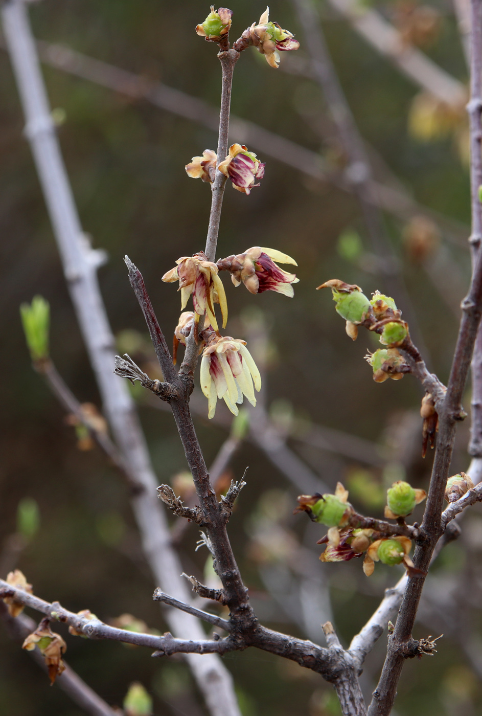Изображение особи Chimonanthus praecox.