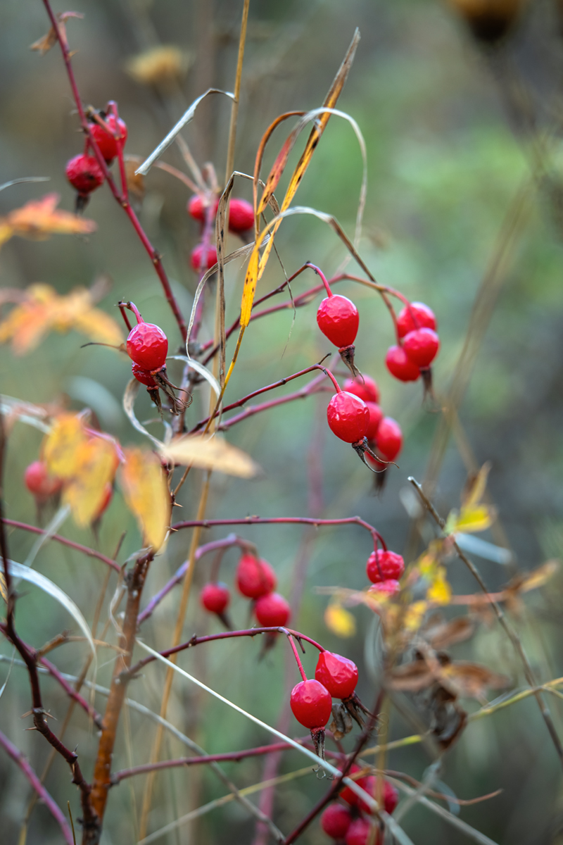 Изображение особи Rosa davurica.