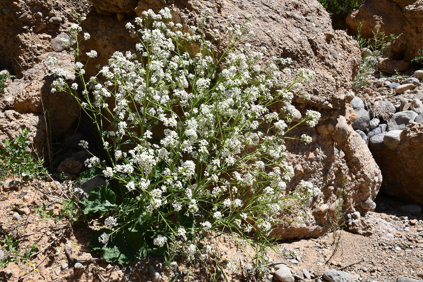 Image of Crambe kotschyana specimen.