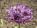 Allium cyrilli