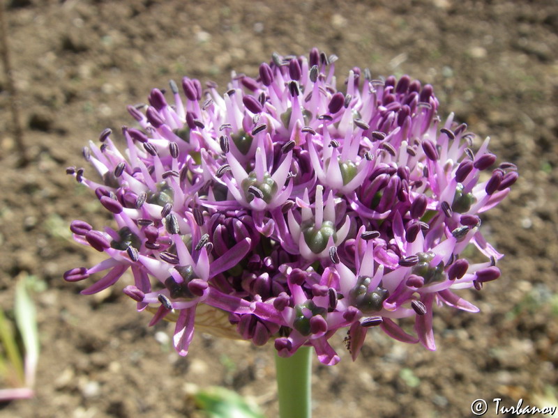 Image of Allium cyrilli specimen.