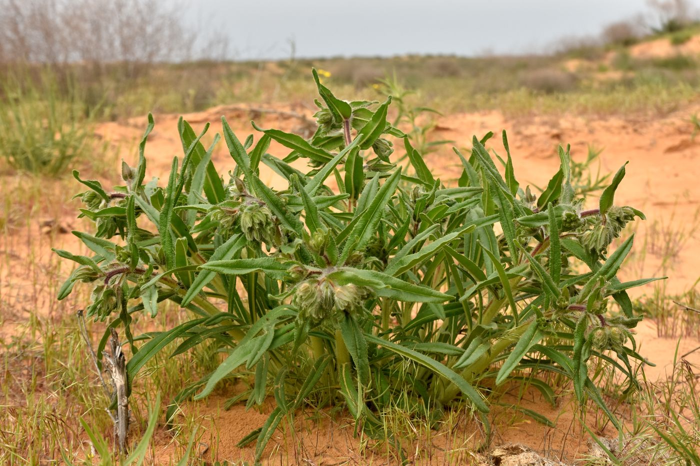 Image of Onosma setosa specimen.