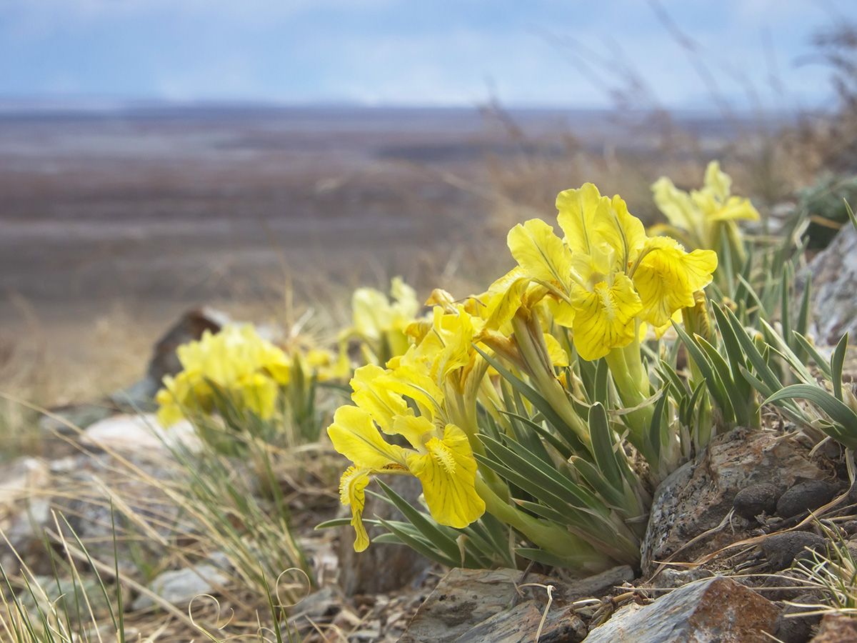 Изображение особи Iris potaninii.