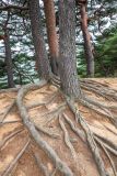 Pinus densiflora. Нижние части стволов и корни, обнажённые из-за вытаптывания(?). Приморский край, п-ов Гамова, бухта Теляковского, скала у моря. 17.05.2026.