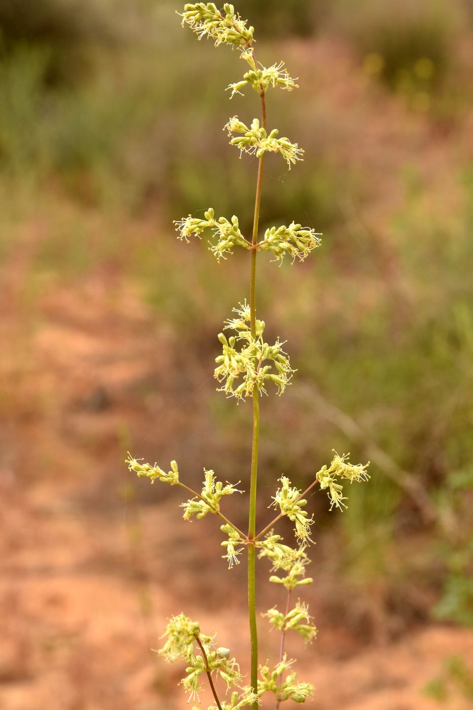 Image of Silene media specimen.
