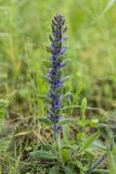 Ajuga orientalis