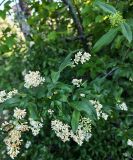 Ligustrum vulgare. Побеги с соцветиями и насекомое. Волгоград, Красноармейский р-н; Чапурниковская балка. 03.06.2026.