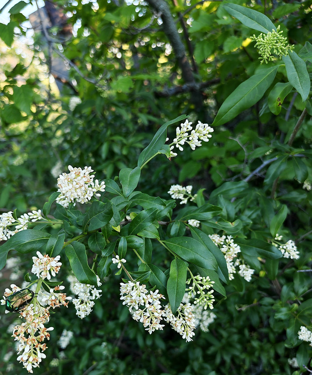 Изображение особи Ligustrum vulgare.