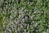 Thymus ovatus