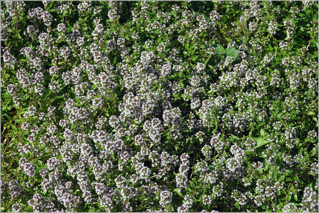 Image of Thymus ovatus specimen.