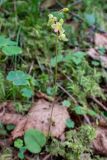 Ephippianthus schmidtii. Цветущее растение. Хабаровский край, р-н имени Лазо, верховье р. Ко, выс. ≈ 700 м н.у.м., долинный хвойный лес. 01.08.2026.