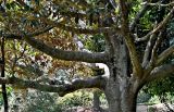 Ficus rubiginosa. Часть ствола и части скелетных ветвей взрослого дерева. Португалия, г. Лиссабон, в культуре. 10.08.2025.