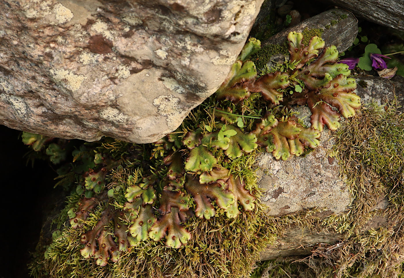 Image of Marchantia polymorpha specimen.