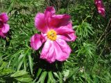 Paeonia hybrida. Цветок и листья. Казахстан, сев. макросклон Джунгарского Алатау, обращённый к Алакольской котловине, ущ. Коль-Асу, донная часть. 7 мая 2026 г.