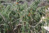 familia Thymelaeaceae. Ветви с плодами. ЮАР, Западно-Капская пров., мыс Доброй Надежды, финбош между берегом океана и скалами. 27 ноября 2014 г.