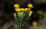 Galatella linosyris. Верхушка побега с соцветиями. Республика Адыгея, Майкопский р-н, ок. 3 км к северу от пос. Гузерипль, ЮВ склон горы Казачья, выс. ок. 1200 м н.у.м., задернённые участки на скалах. 10.10.2026.