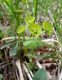 Euphorbia amygdaloides