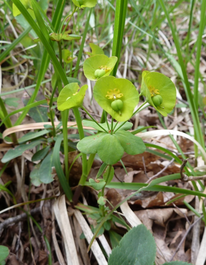 Image of Euphorbia amygdaloides specimen.