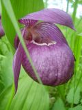 Cypripedium macranthos