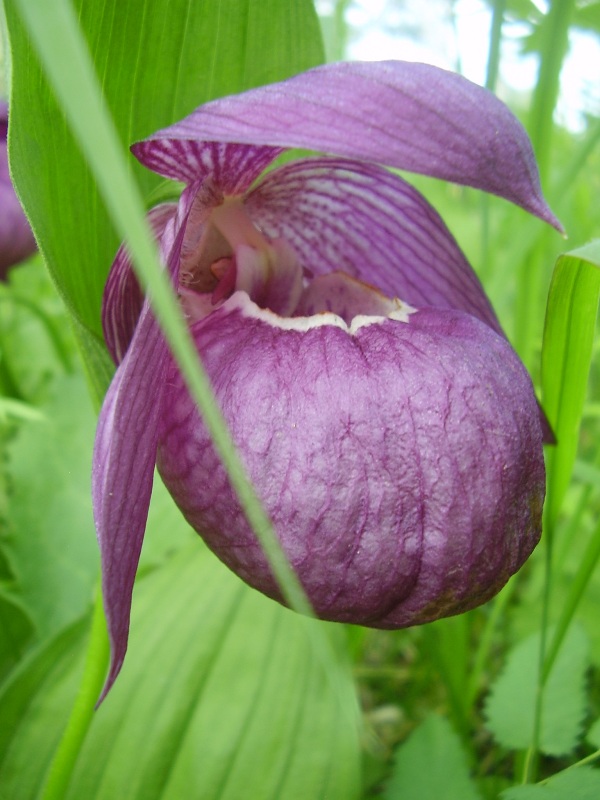 Image of Cypripedium macranthos specimen.