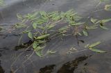 Persicaria amphibia