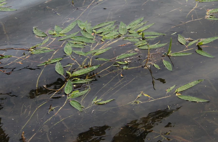 Изображение особи Persicaria amphibia.