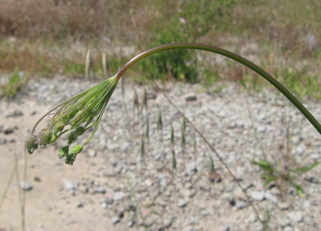 Изображение особи Pimpinella peregrina.