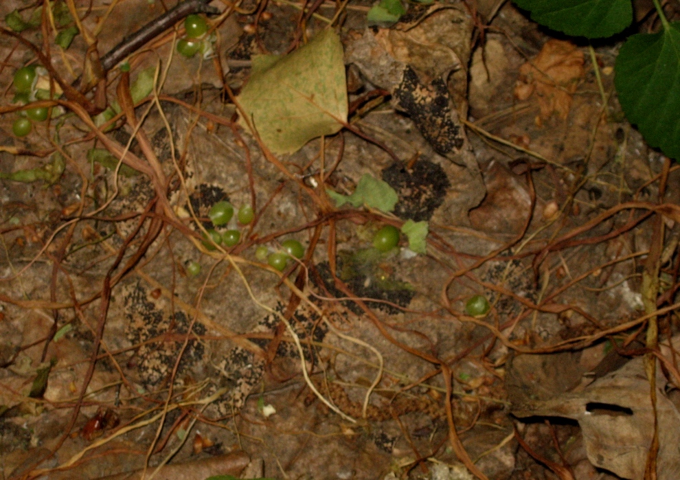 Image of Allium paradoxum specimen.