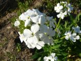 Hesperis подвид pseudonivea