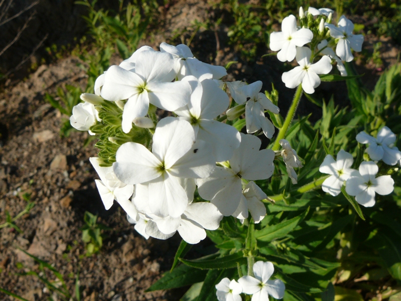 Image of Hesperis sibirica ssp. pseudonivea specimen.